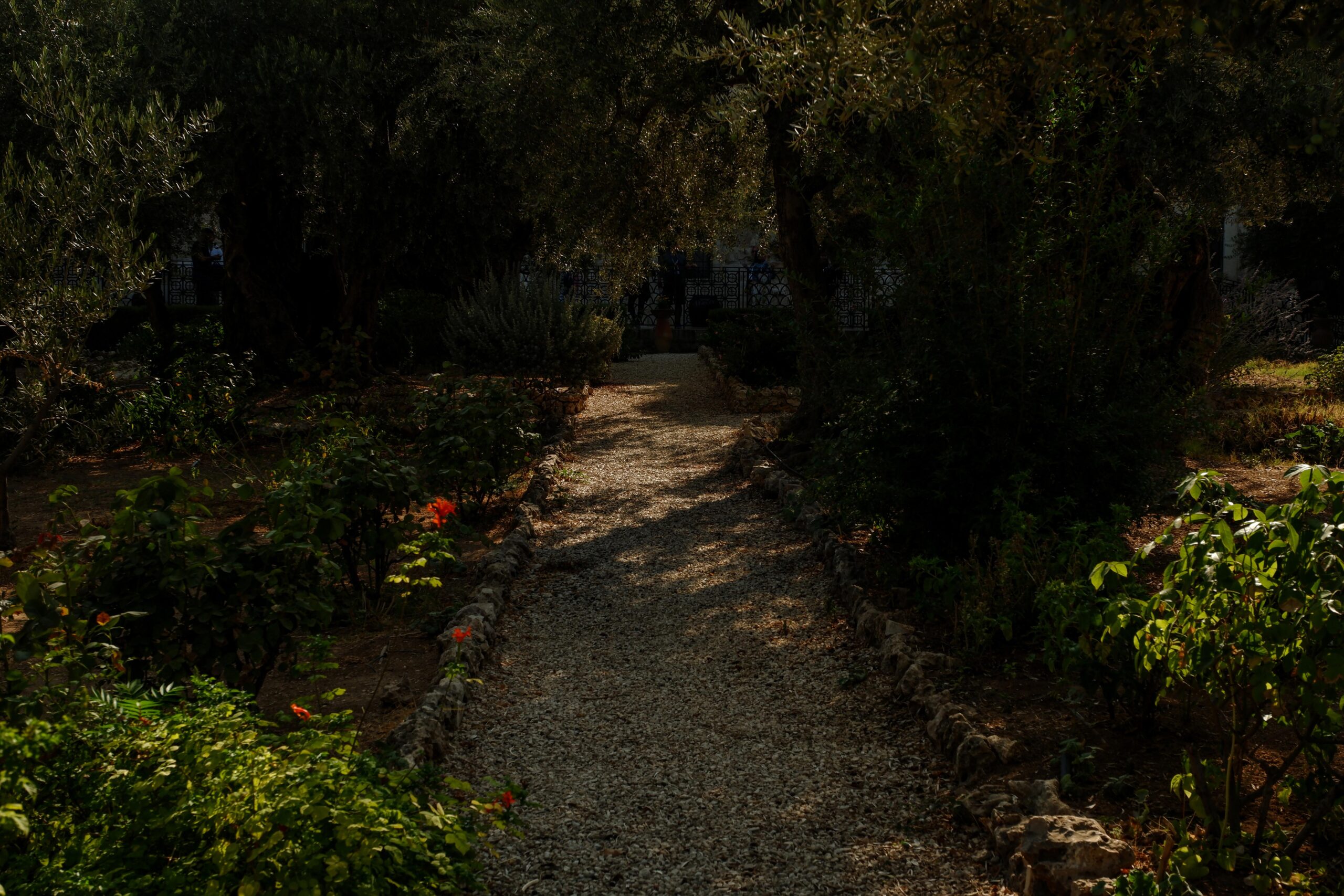 Photo of Garden of Gethsemane in Israel. The Long Walk